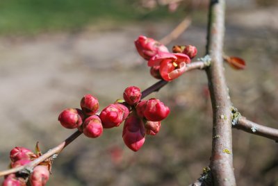 Chaenomeles japonica - kdoulovec japonský - pupeny květů